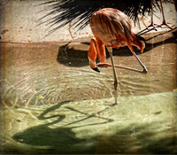 Wildlife